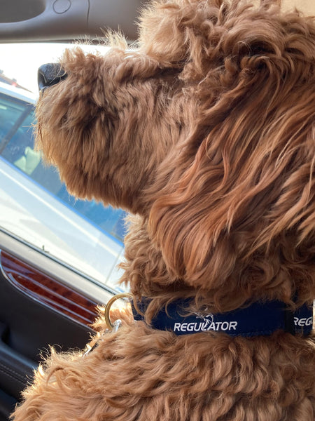 Regulator Marine Dog Collar